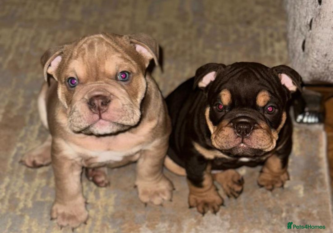 English Bulldog dogs for stud: KC registered chocolate and tan stud  in Birmingham - Advert 10