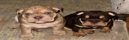 English Bulldog dogs for stud: KC registered chocolate and tan stud  in Birmingham - Advert 10