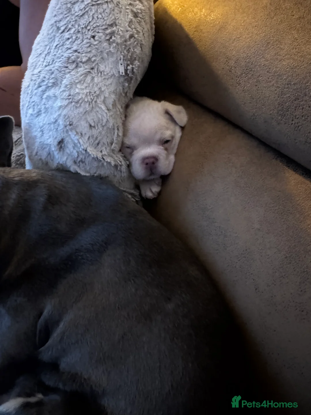 French Bulldog dogs for sale: platinum and Isabella blue fawn French bulldog  - Advert 2