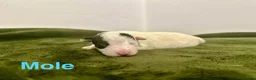 Jack Russell dogs for sale: ❤️Beautiful Traditional Jack Russell puppies❤️  - Advert 5