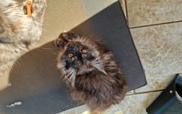 Maine Coon cats for sale: Stunning maine coon kittens - Image 16