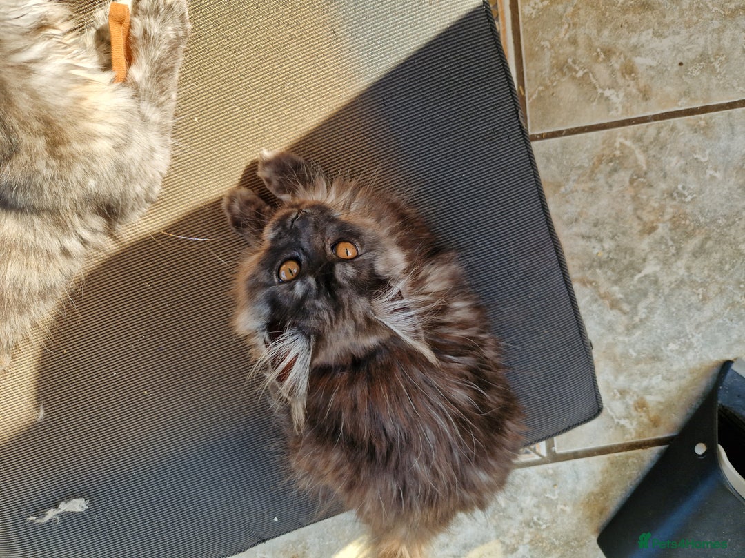 Maine Coon cats for sale: Stunning maine coon kittens - Image 16