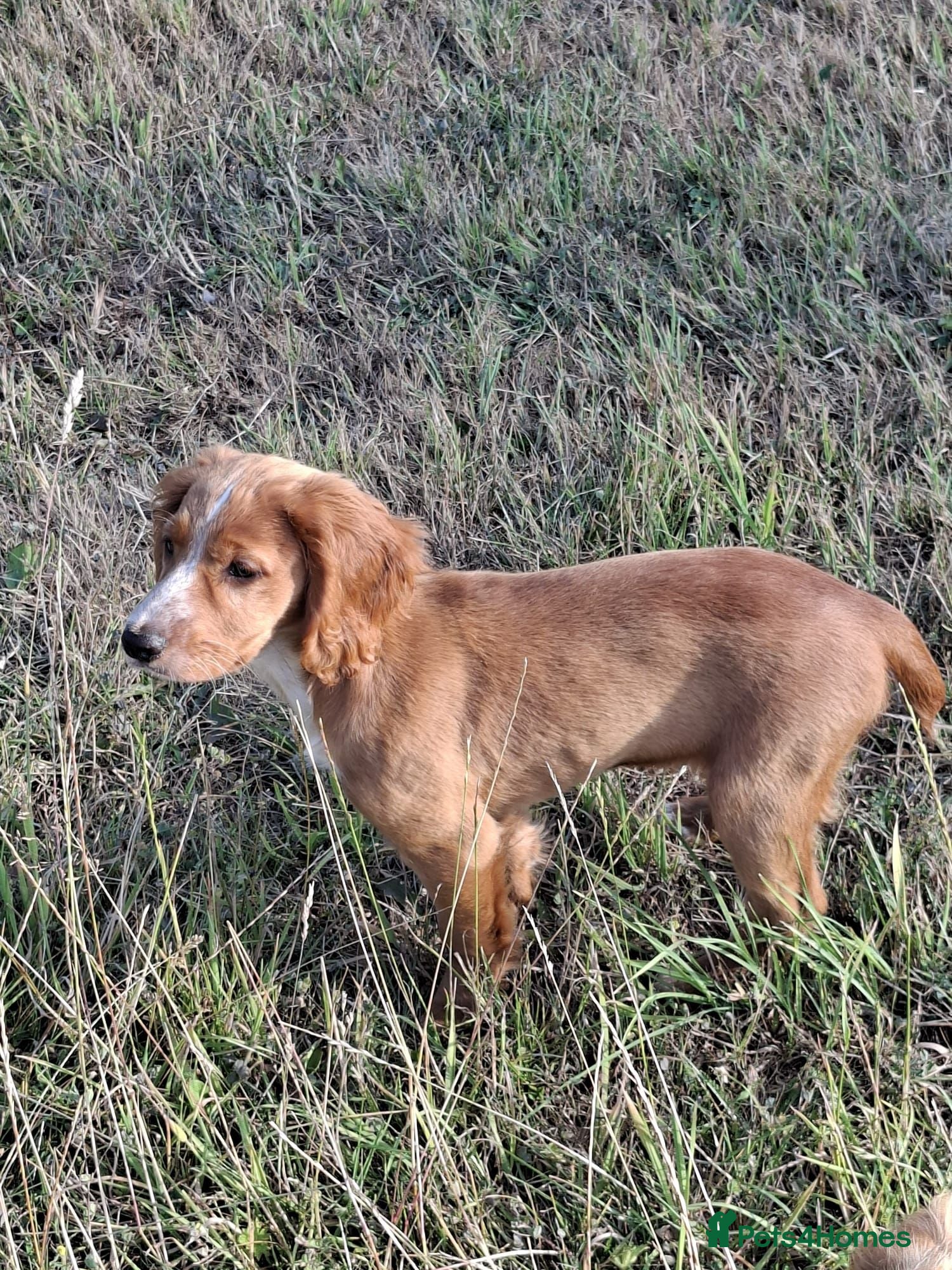 Cocker Spaniel dogs Gold Working Cocker bitch pup - Advert 1