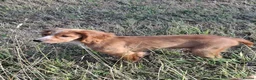 Cocker Spaniel dogs for sale: Gold Working Cocker bitch pup - Advert 1
