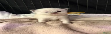 Ragdoll 1