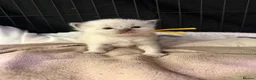 Ragdoll cats for sale: Beautiful ragdoll kittens looking for new homes🤍✨ - Advert 3