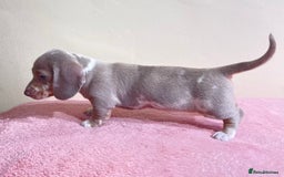 Miniature Dachshund dogs for sale: Miniature dachshund puppies  - Image 14