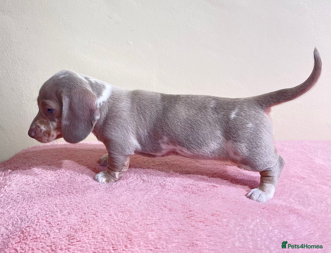 Miniature Dachshund dogs for sale: Miniature dachshund puppies  - Image 14