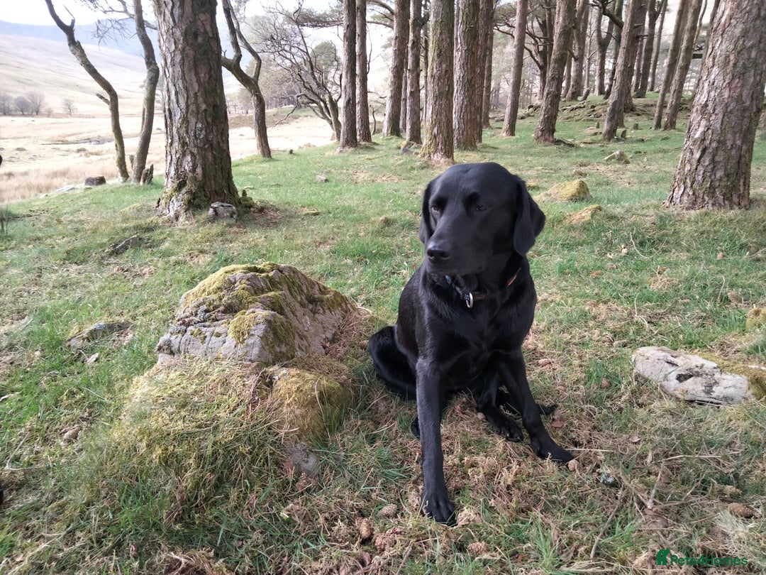Labrador Retriever dogs for sale: KC Registered Labrador Retriever Puppies in Ross-on-Wye - Image 16