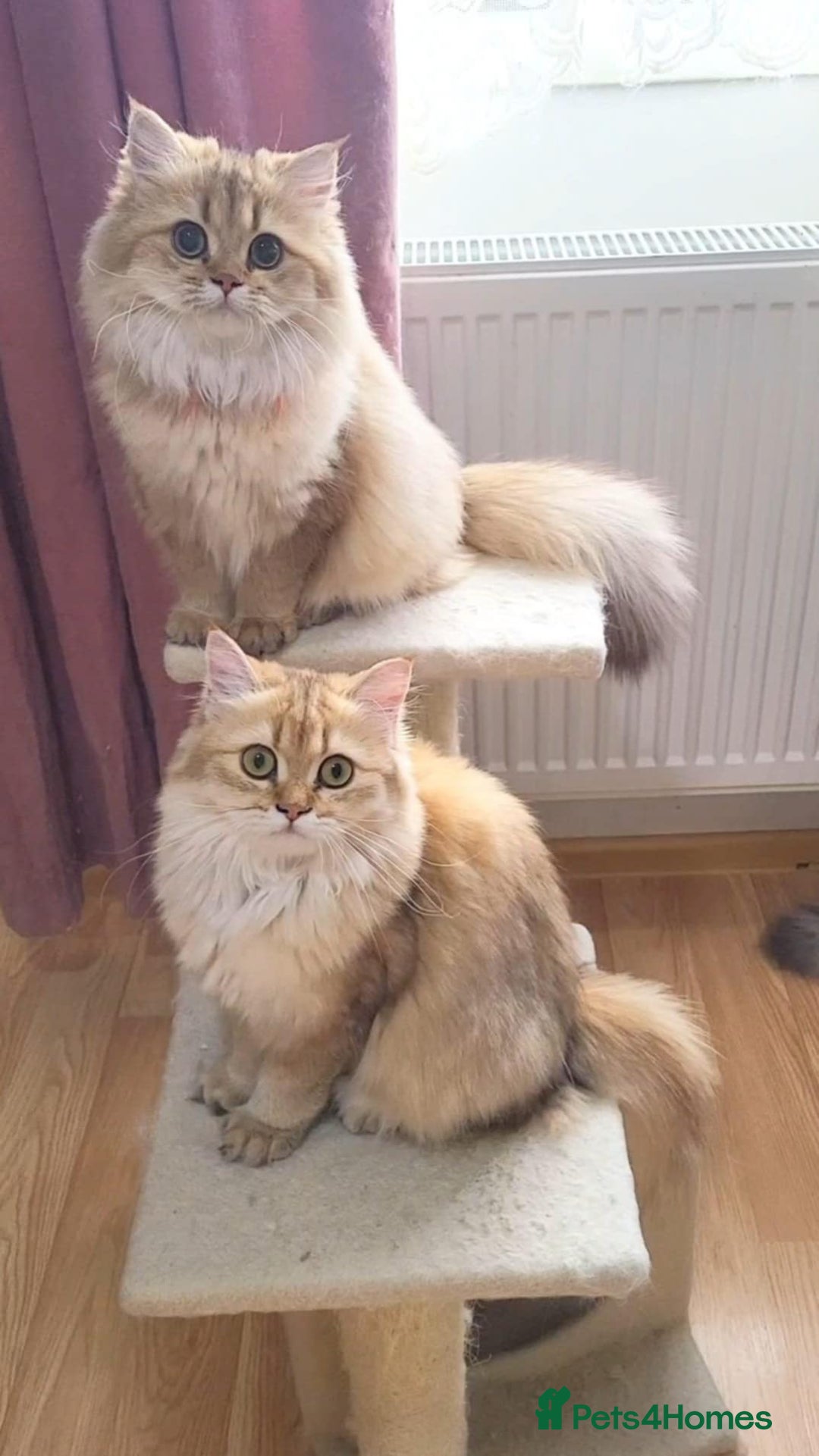 British Longhair cats for sale: Purebred British Longhair Female  - Image 9