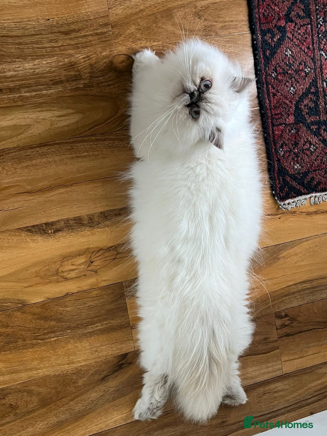 Persian cats for sale: Persian ragdoll - Advert 1