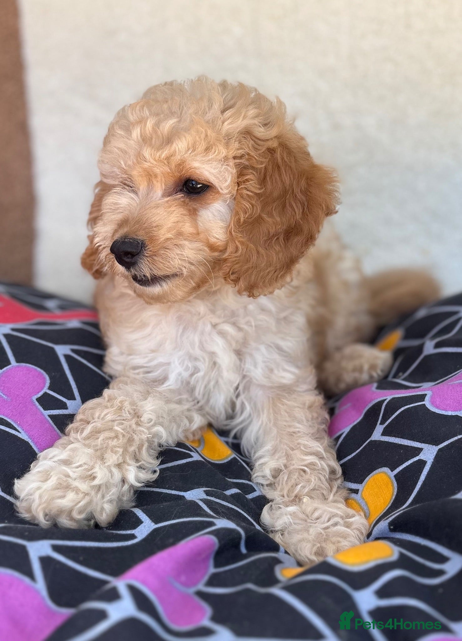 Cavapoo dogs Extensively health tested red Cavapoo babies - Advert 1