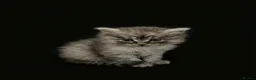 Maine Coon cats for sale: 2 Left TICA MAINE COON KITTENS ACTIVE AVAILABLE  - Advert 32