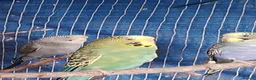 Budgerigars birds for sale: 2 pairs of adult budgies  - Advert 5