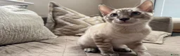 Bengal cats for sale: Stunning TICA Registered Snow Lynx Bengal Kittens - Advert 21
