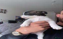 Jack Russell dogs for sale: Beautiful jack russle puppies - Image 32