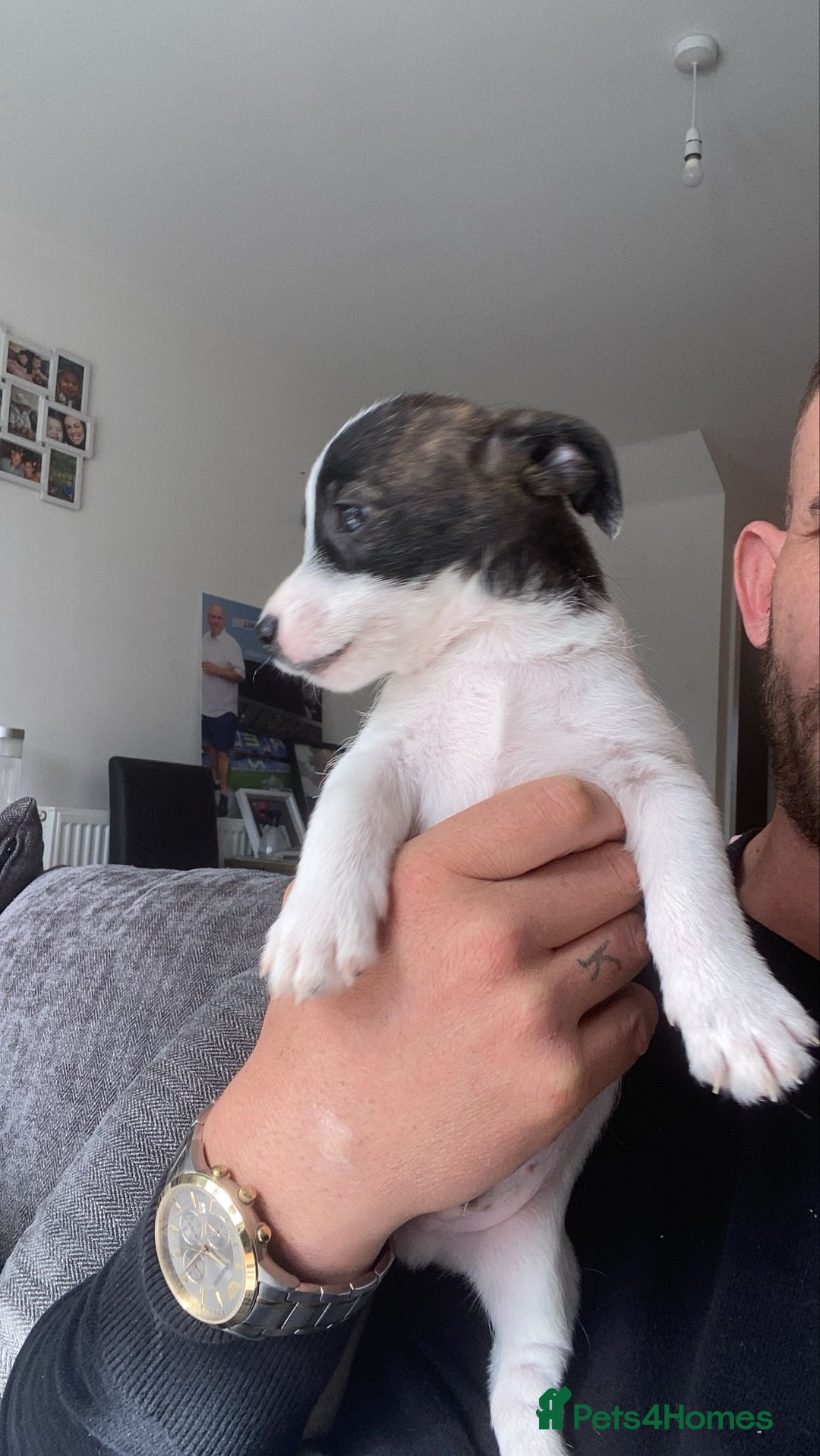Jack Russell dogs for sale: Beautiful jack russle puppies - Image 32