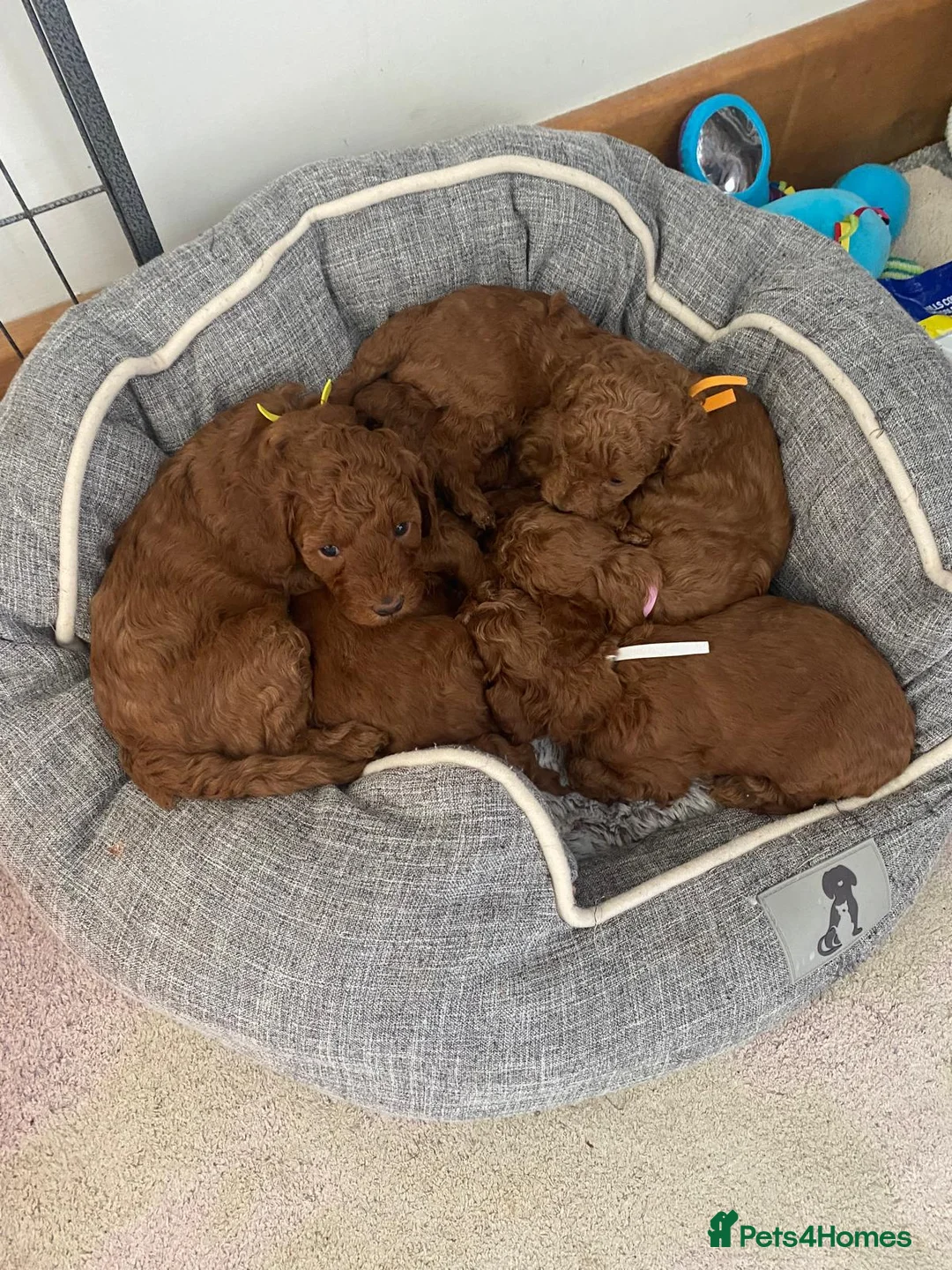 Miniature Poodle dogs for stud: Deep red KC reg miniature poodle stud in Tonbridge - Advert 6