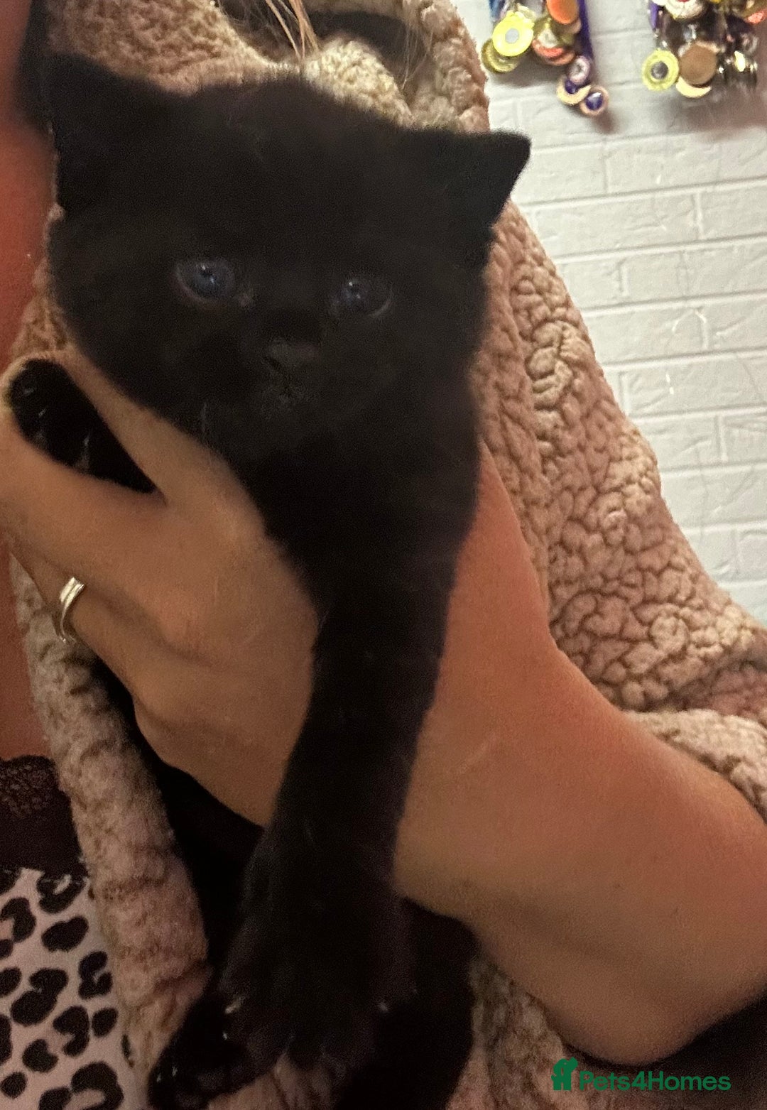 Russian Blue cats for sale: Black Russian blue  - Image 1