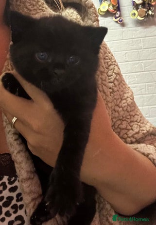 Russian Blue cats - Advert 1