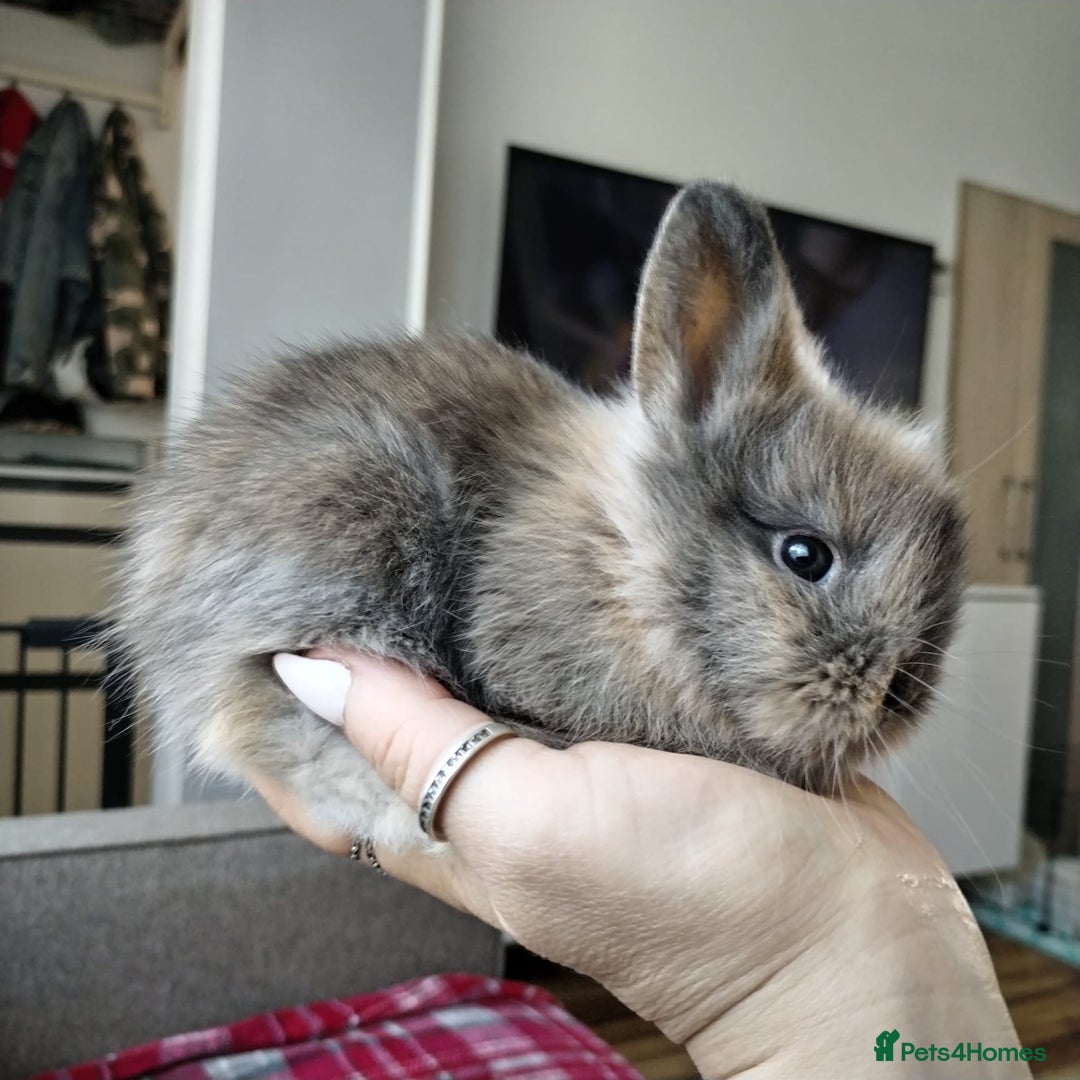 Lionhead rabbits for sale: Pure Breed Fluffy Double Mained Lionhead Boy - Image 9