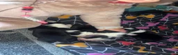 Border Collie dogs for sale: Litter of 4 border collies in Telford - Advert 3