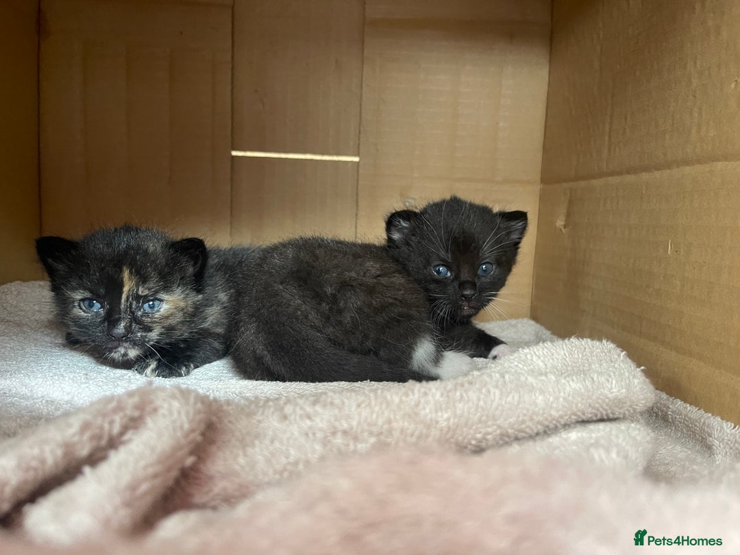 Mixed Breed cats for sale: Male kitten, perfect with kids and dogs. - Image 4