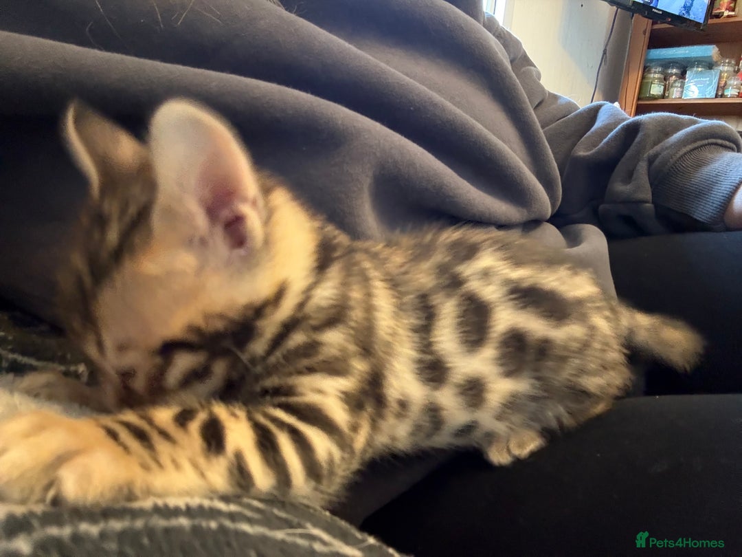 Bengal cats for sale: Bengal male kitten parents can be seen  - Advert 5