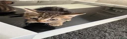 Mixed Breed cats for sale: 3 beautiful baby kittens for sale  - Advert 8