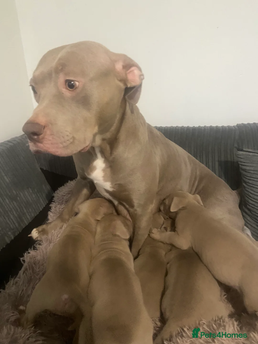 Staffordshire Bull Terrier dogs for sale: Blue merla - Advert 1