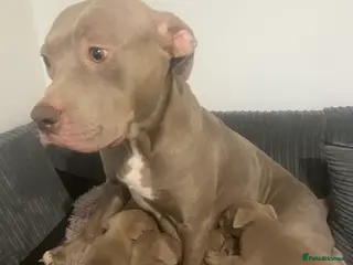 Staffordshire Bull Terrier dogs Blue merla - Advert 1