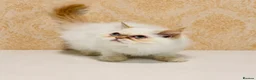 Persian cats for sale: Beautiful Red Point Persian Cats Looking for Homes - Advert 5