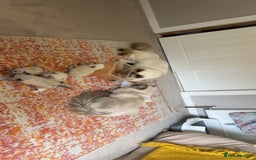 Ragdoll cats for sale: Ragdoll Kittens - Image 5