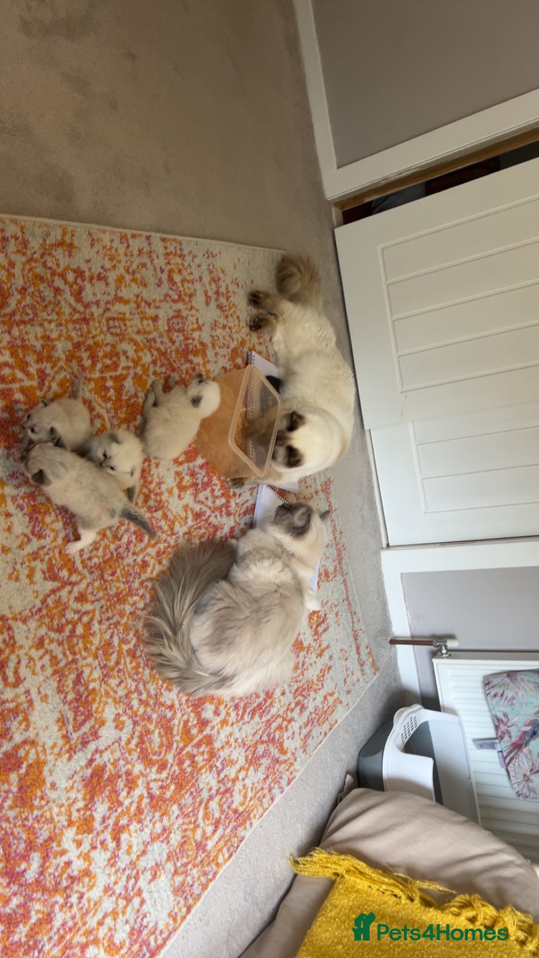 Ragdoll cats for sale: Ragdoll Kittens - Image 5