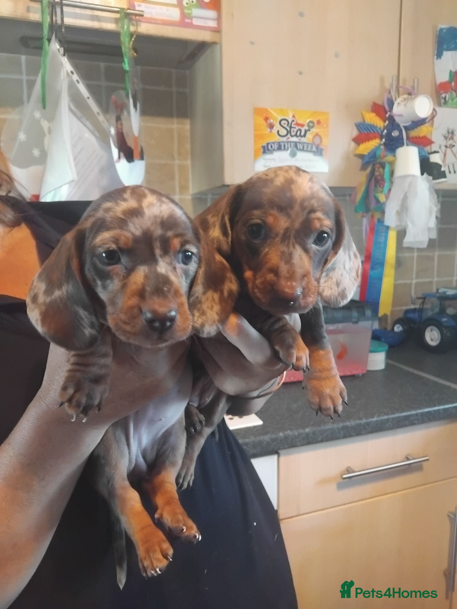 Miniature Dachshund dogs Miniature dashchund puppies  - Advert 1