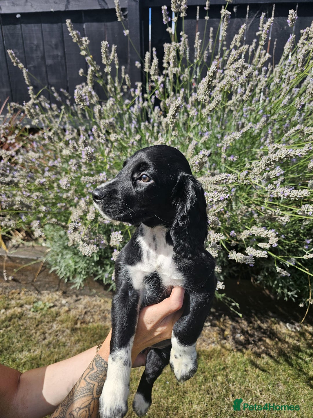 Cocker Spaniel dogs for sale: Black and white roan boy left 9 weeks - Image 13