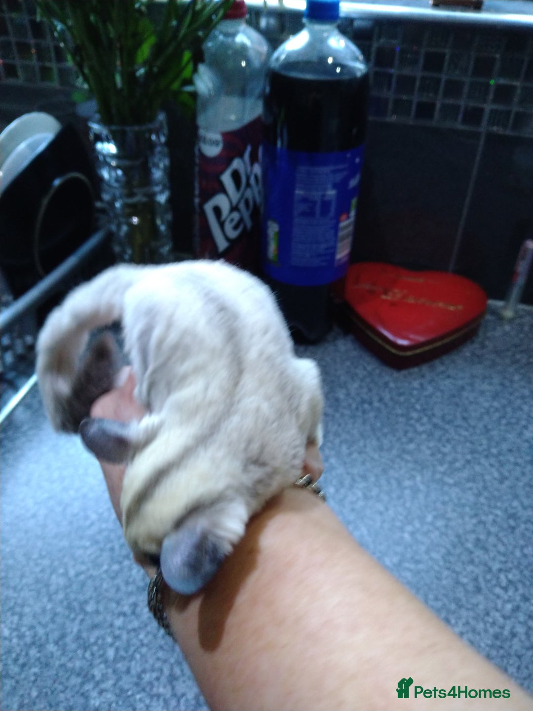 Sugar Glider rodents for sale: Stunning baby sugar glider  - Advert 4