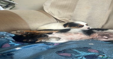 Jack Russell dogs - Advert 2