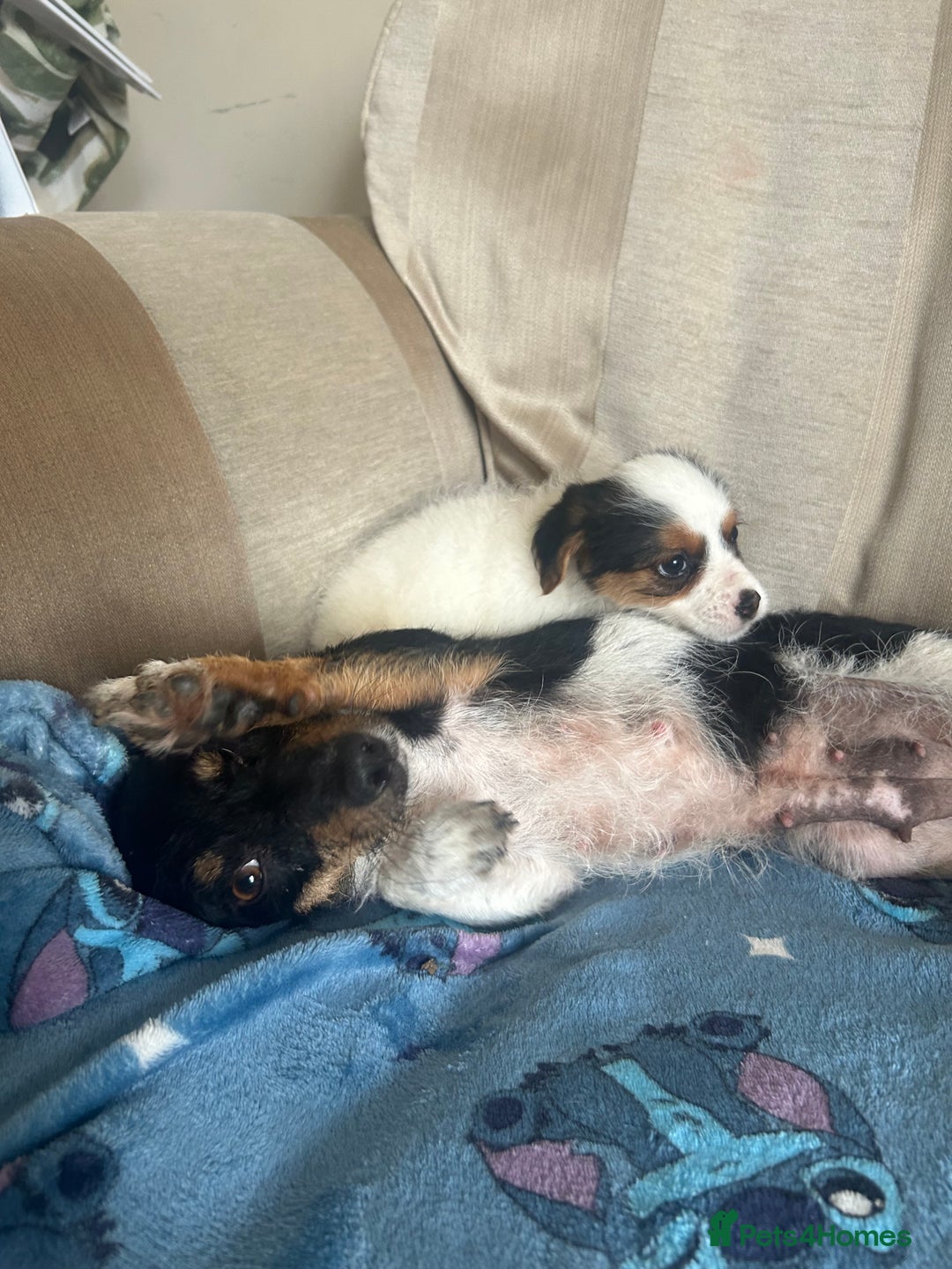 Jack Russell dogs for sale: Mini Jack Russell Terrier puppy - Image 3