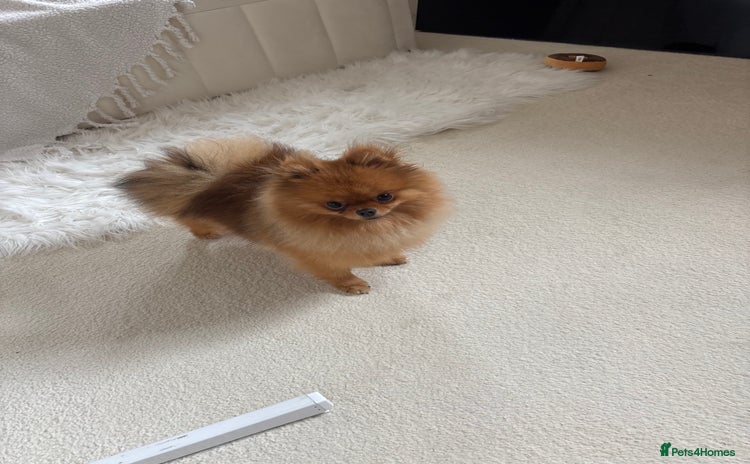Pomeranian dogs - Advert 1