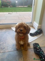 Cavapoo dogs - Advert 4
