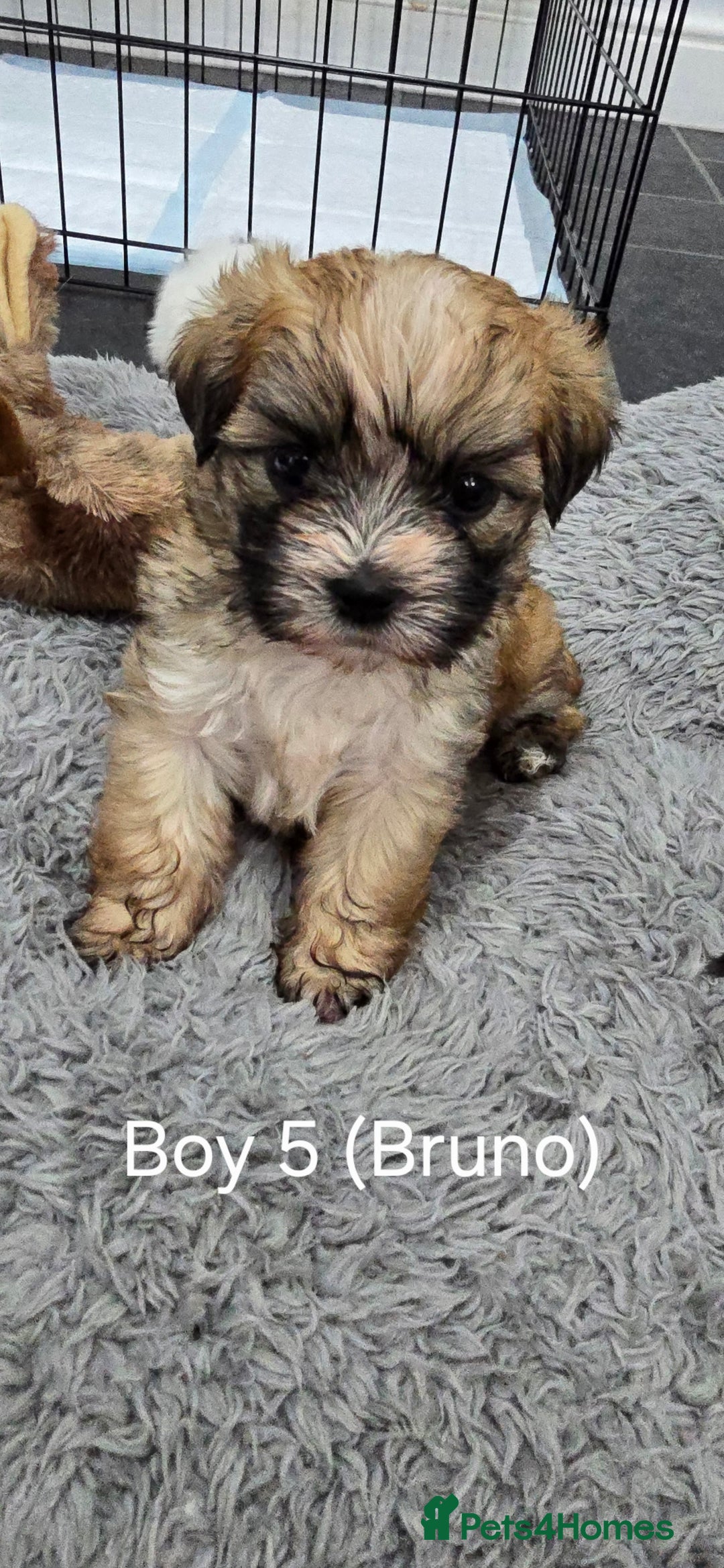 Malshi dogs for sale: Shih Tzu x Malshi Pups - Advert 17