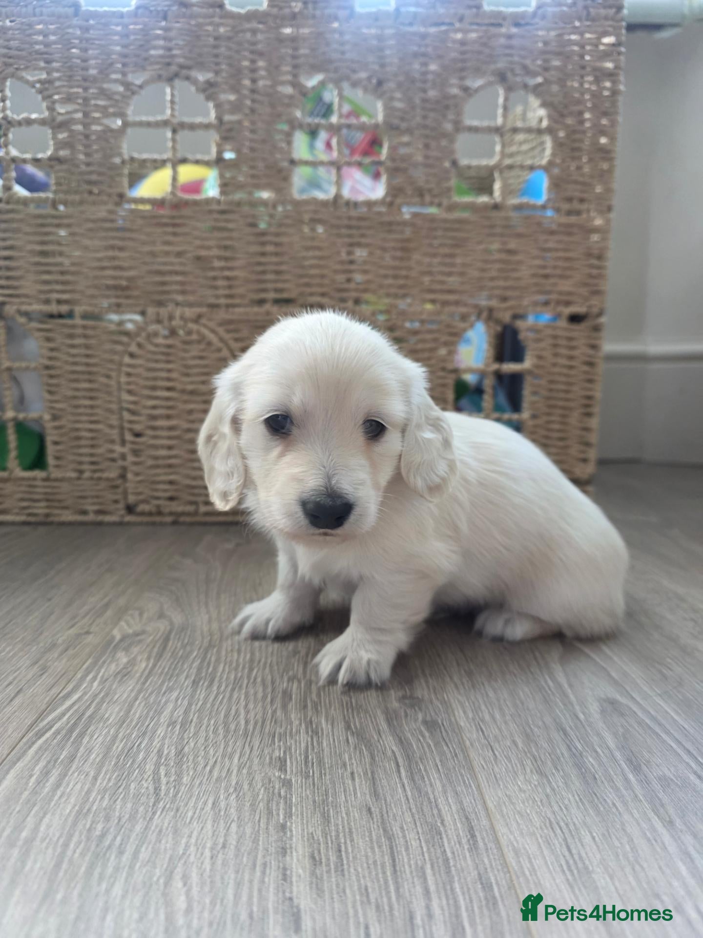 Miniature Dachshund dogs ⭐KC Boy Clear Cream Long-Haired Mini Daxi⭐ - Advert 20