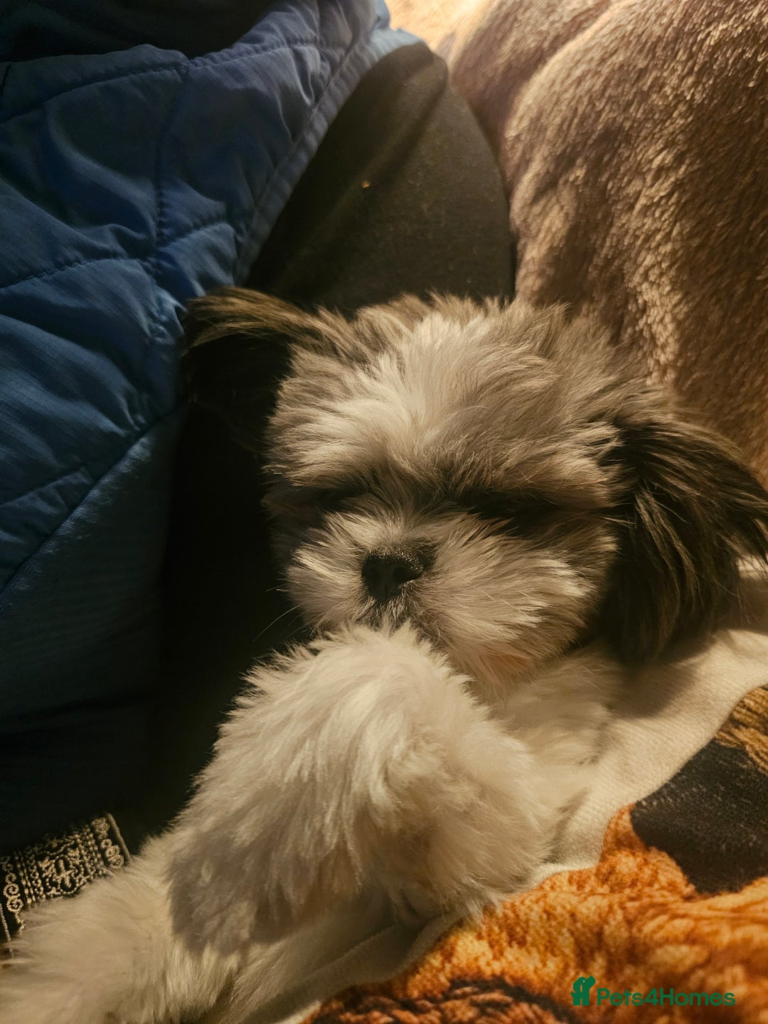 Mi-Ki dogs for sale: Mi-ki beautiful puppies arrived  - Image 3