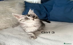 Maine Coon cats for sale: XXL  Ready Now TICA pure bread Maine Coon Kittens  - Image 9