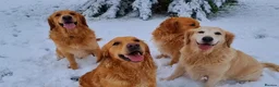 Golden Retriever dogs for sale: KC GOLDEN RETRIEVER PUPPIES  - Advert 9