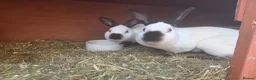 Rex rabbits for sale: Stunning himilayan mini rex sisters - Advert 1