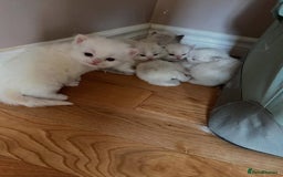 Ragdoll cats for sale: Beautiful RAGDOLL kittens - white ginger and grey - Advert 4