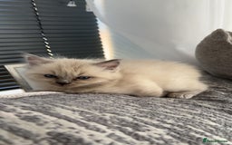 Ragdoll cats for sale: READY TO LEAVE Purebred ragdolls - Image 30