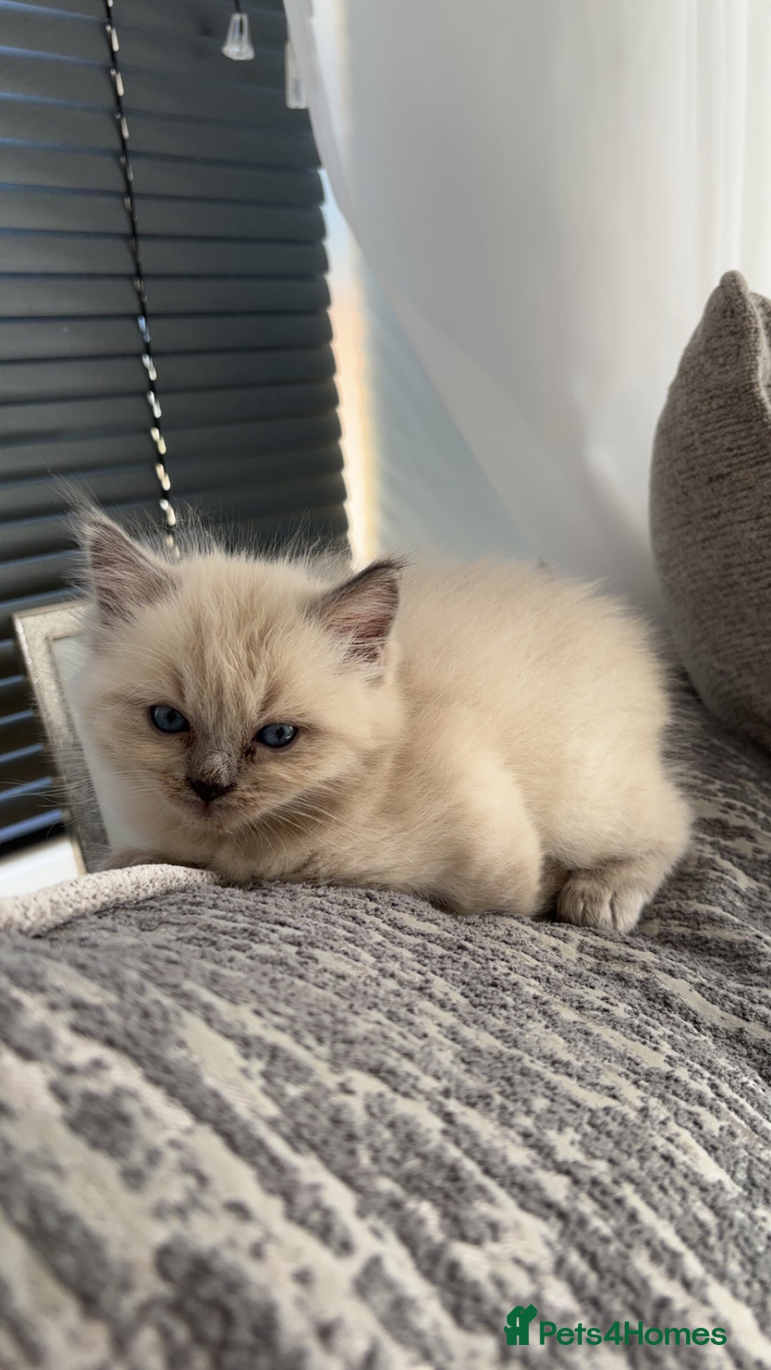 Ragdoll cats for sale: READY TO LEAVE Purebred ragdolls - Image 30